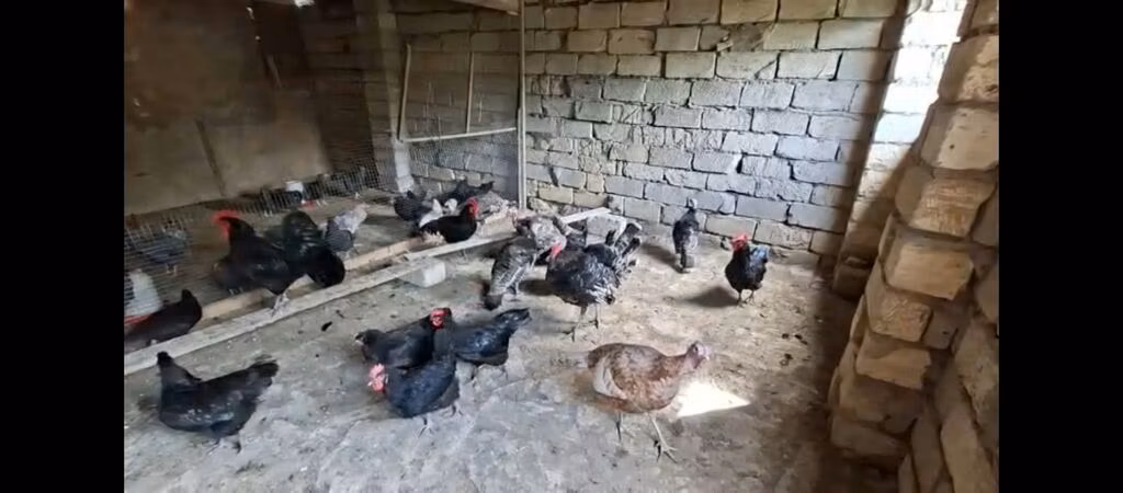 أمريكان غيم