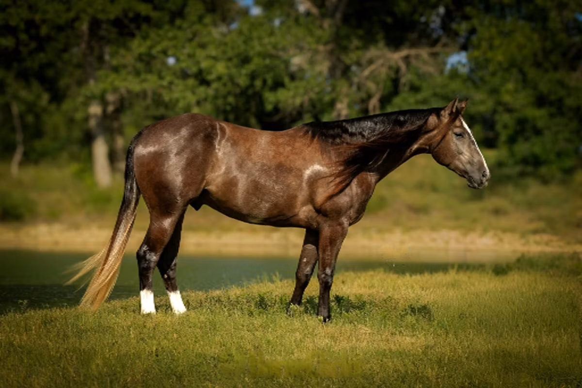 Quarter Horse