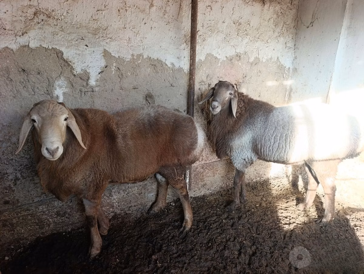 Arashan sheep