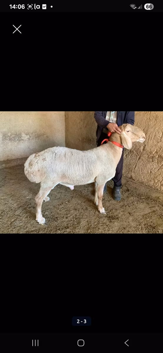 Arashan sheep