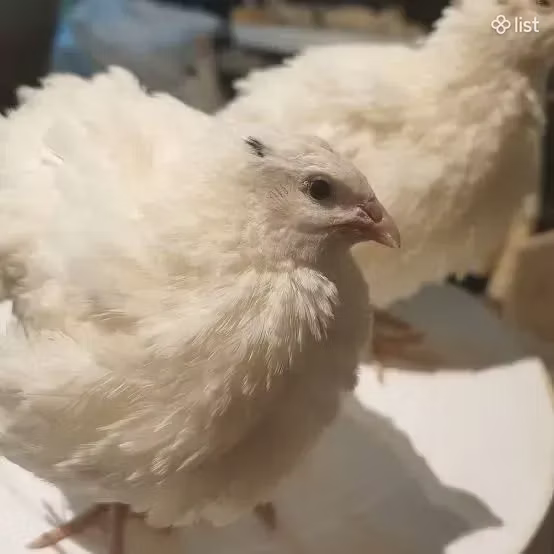Английский белый
