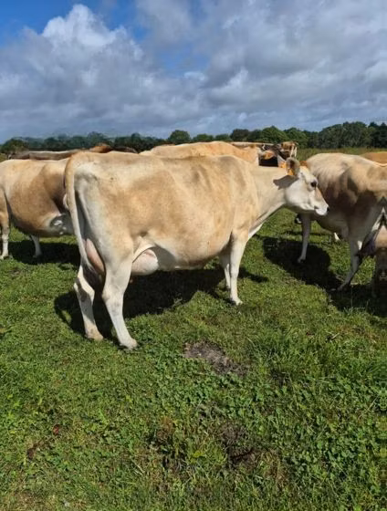 Raza Jersey