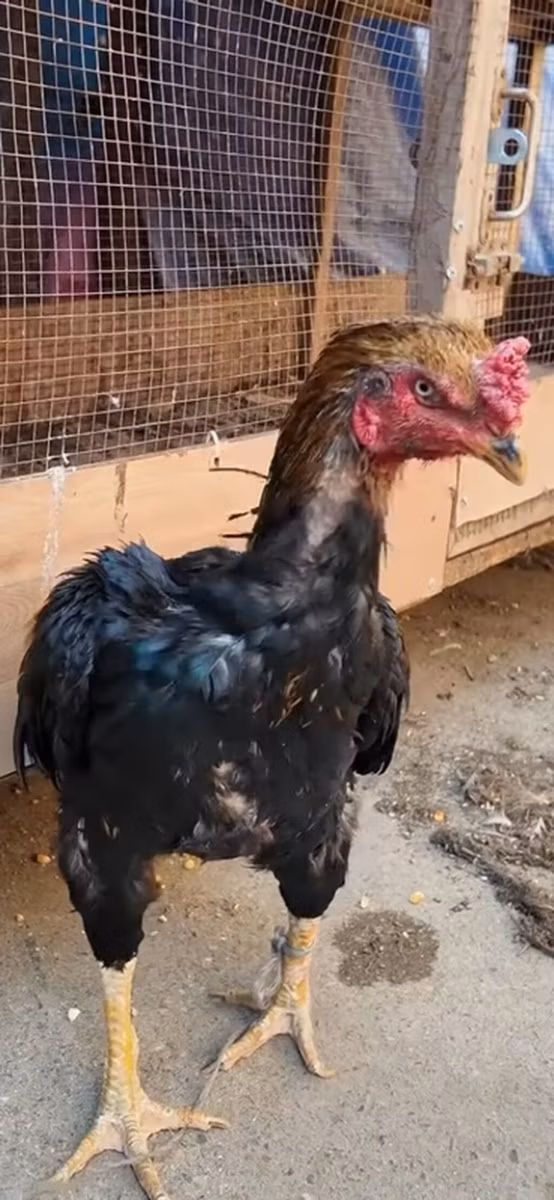 مالاي غيم