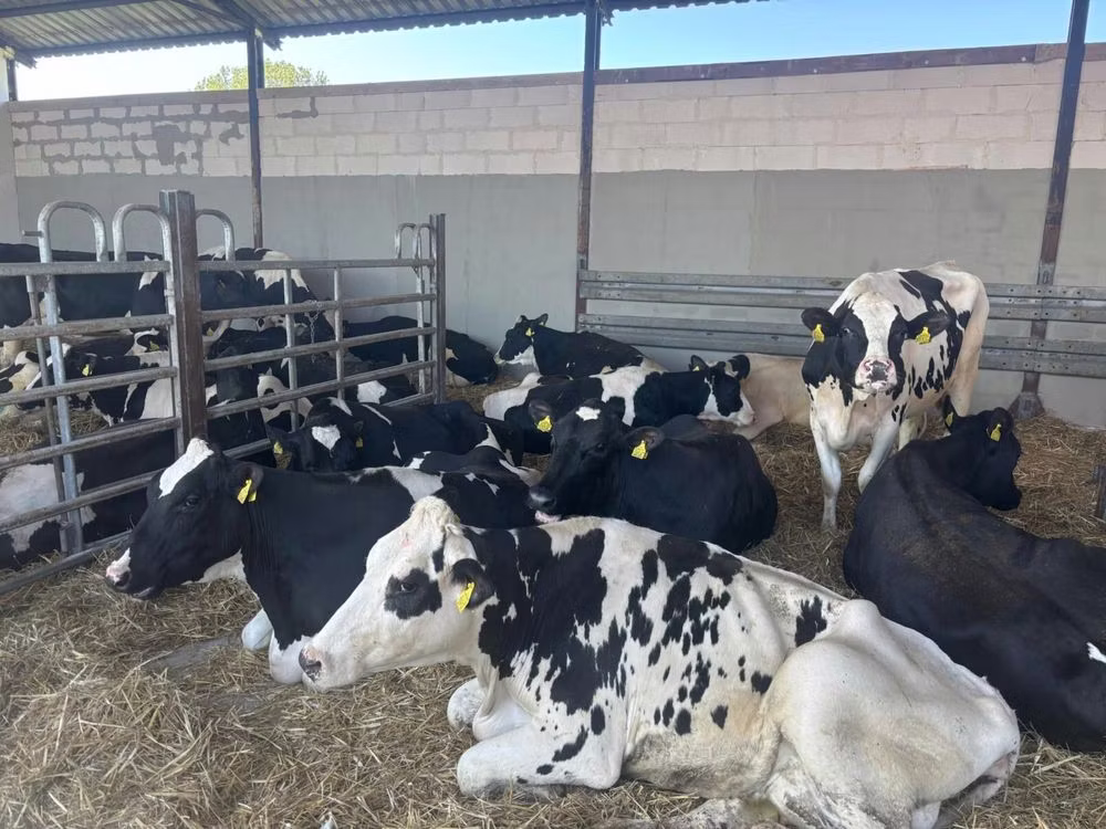 Holstein-Rasse