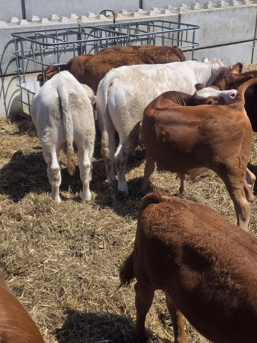 Vaca Limousin