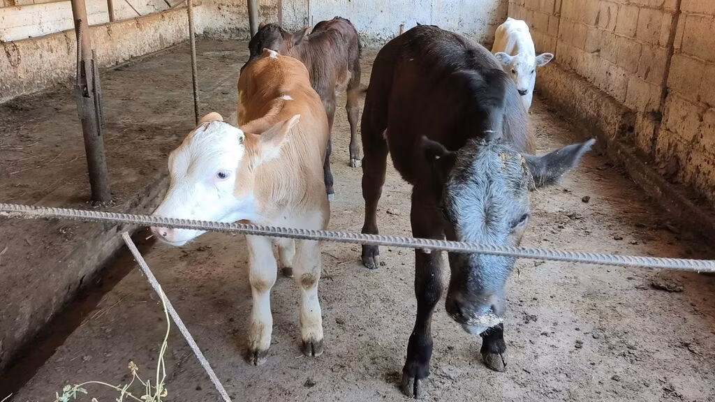 بلژیکی آبی