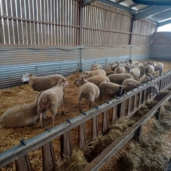 Rouge de l’Ouest sheep