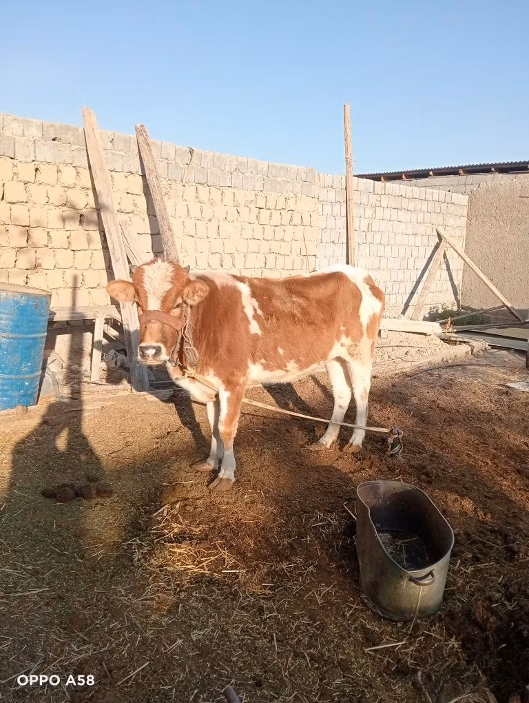 Simmental cattle
