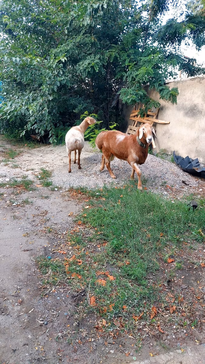 Arashan sheep