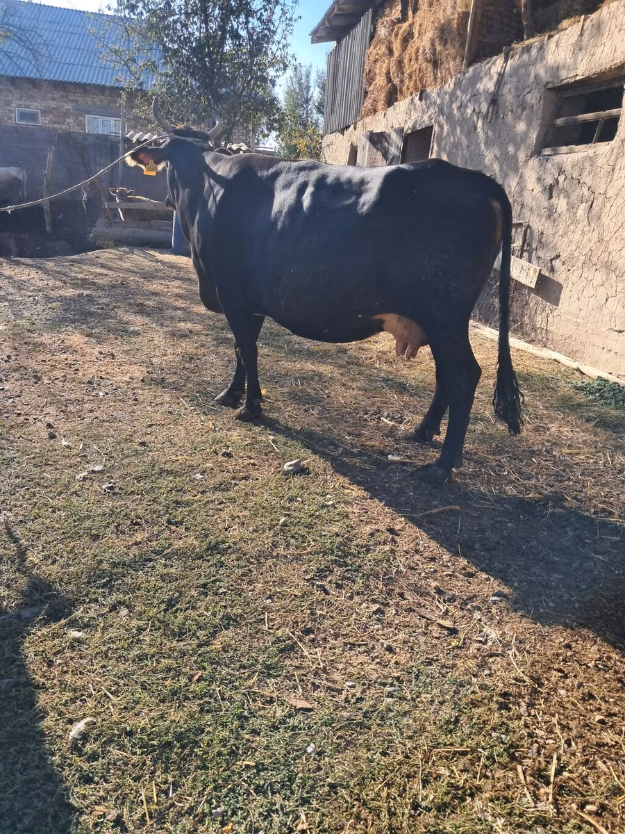ब्राउन-माउंटेन