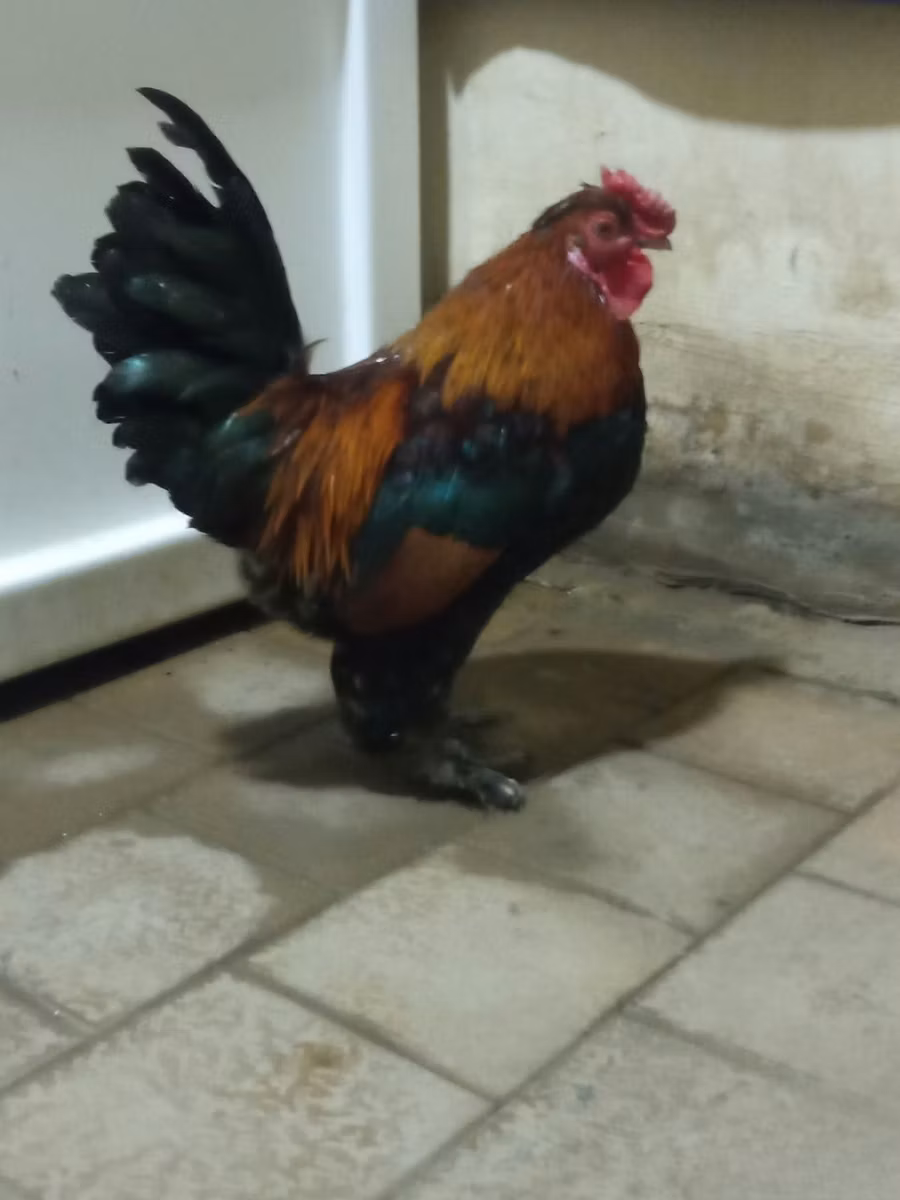 Якидо