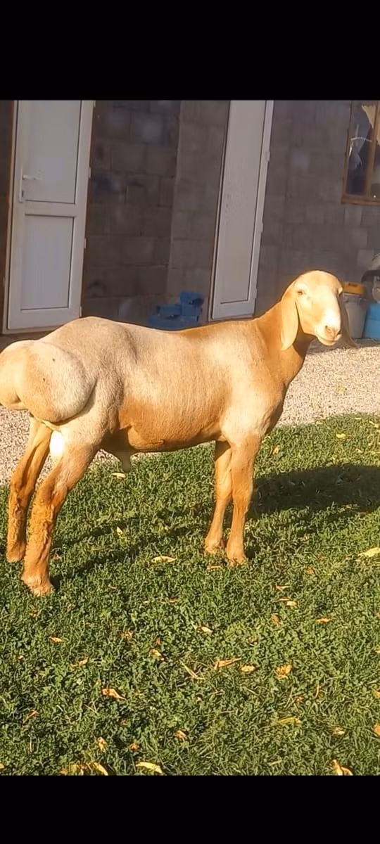 Arashan sheep