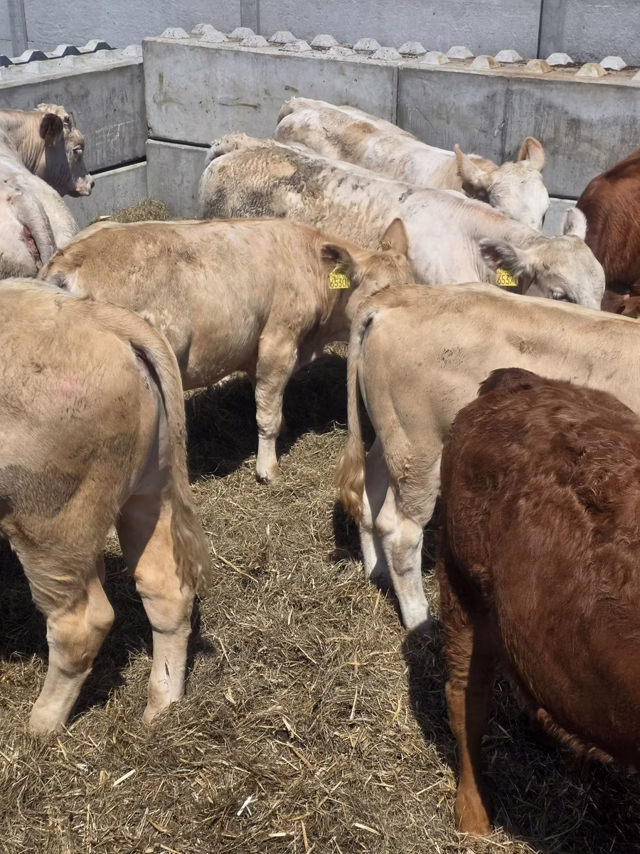 Vaca Limousin