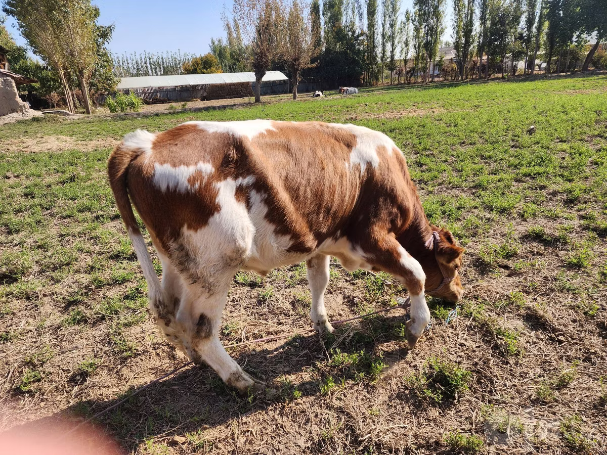 Simmental cattle