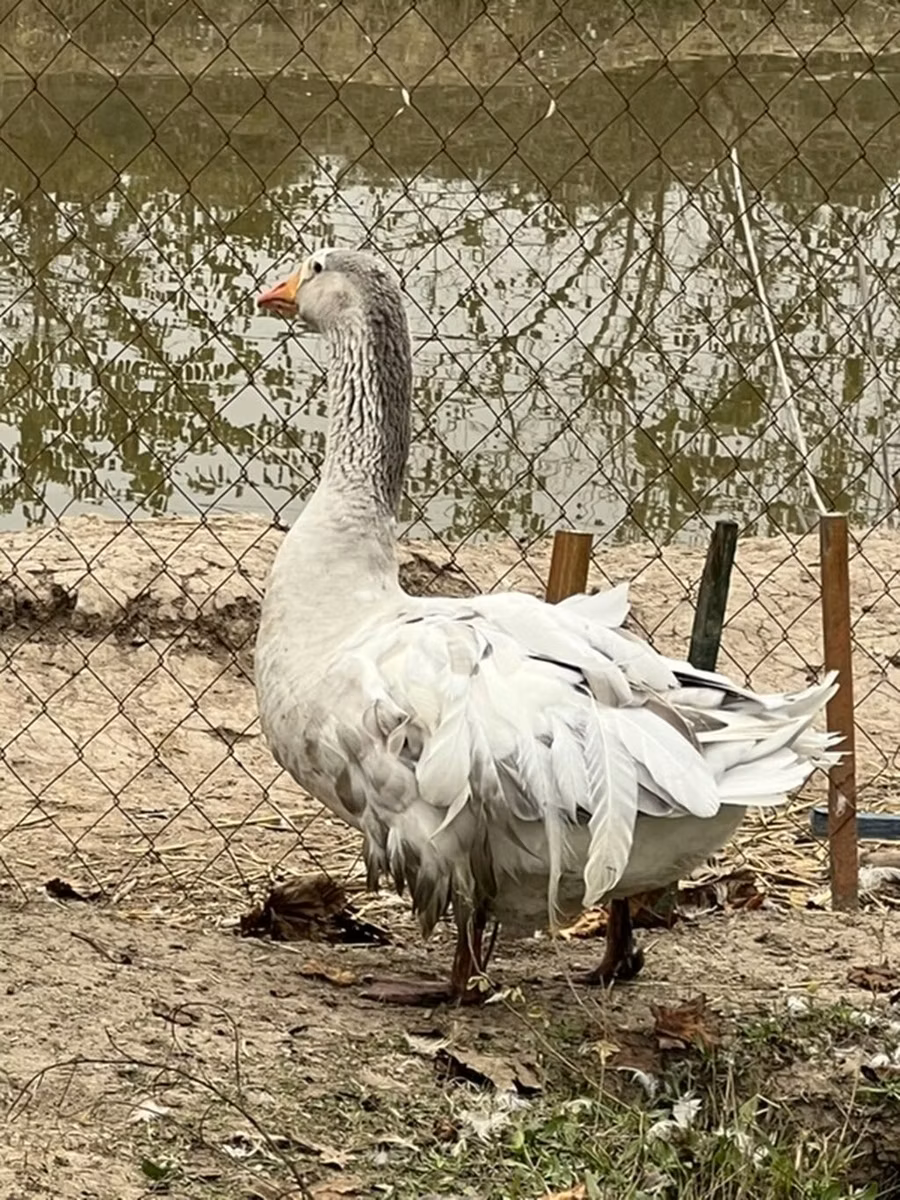 Американский буфф