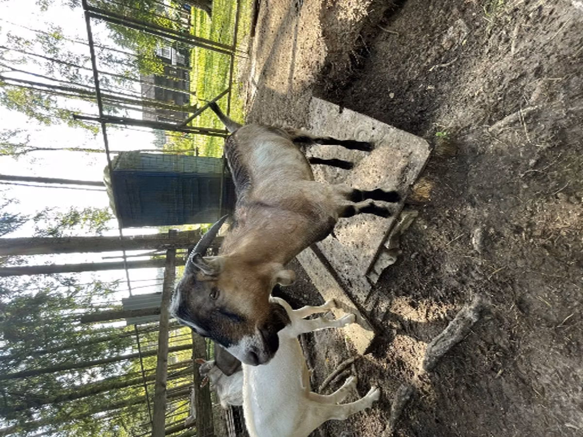 LaMancha goats