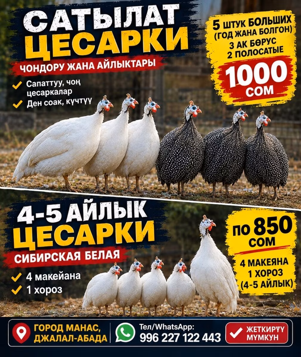 Белая