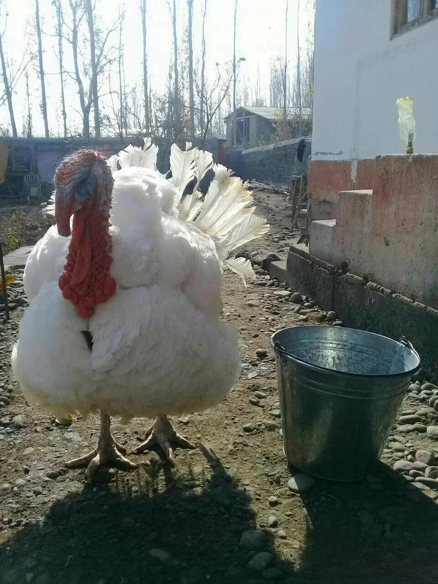 بيغ 6
