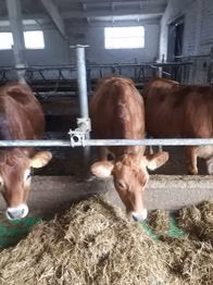نژاد جرسی