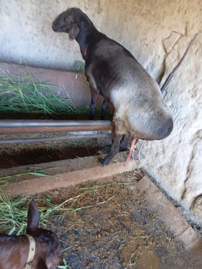 LaMancha goats