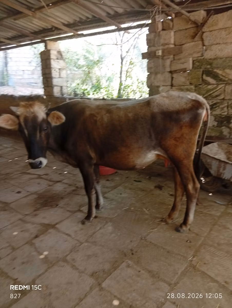 अज़रबैजान ज़ेबू