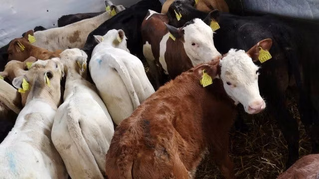 Hereford