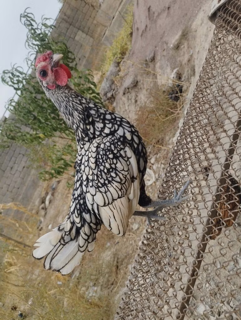 سيبرايت