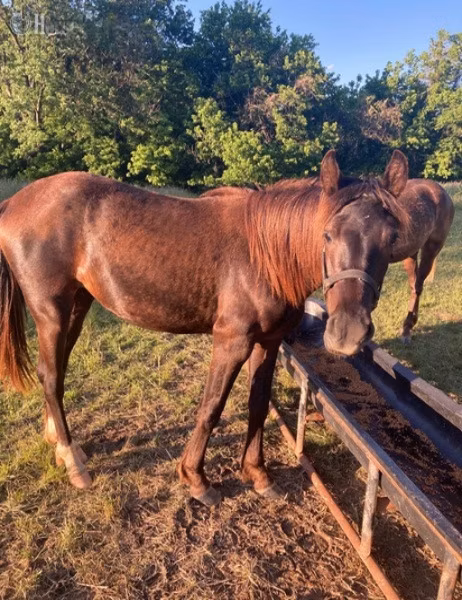 Black Sea breed