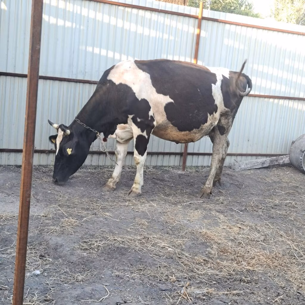 Holstein breed