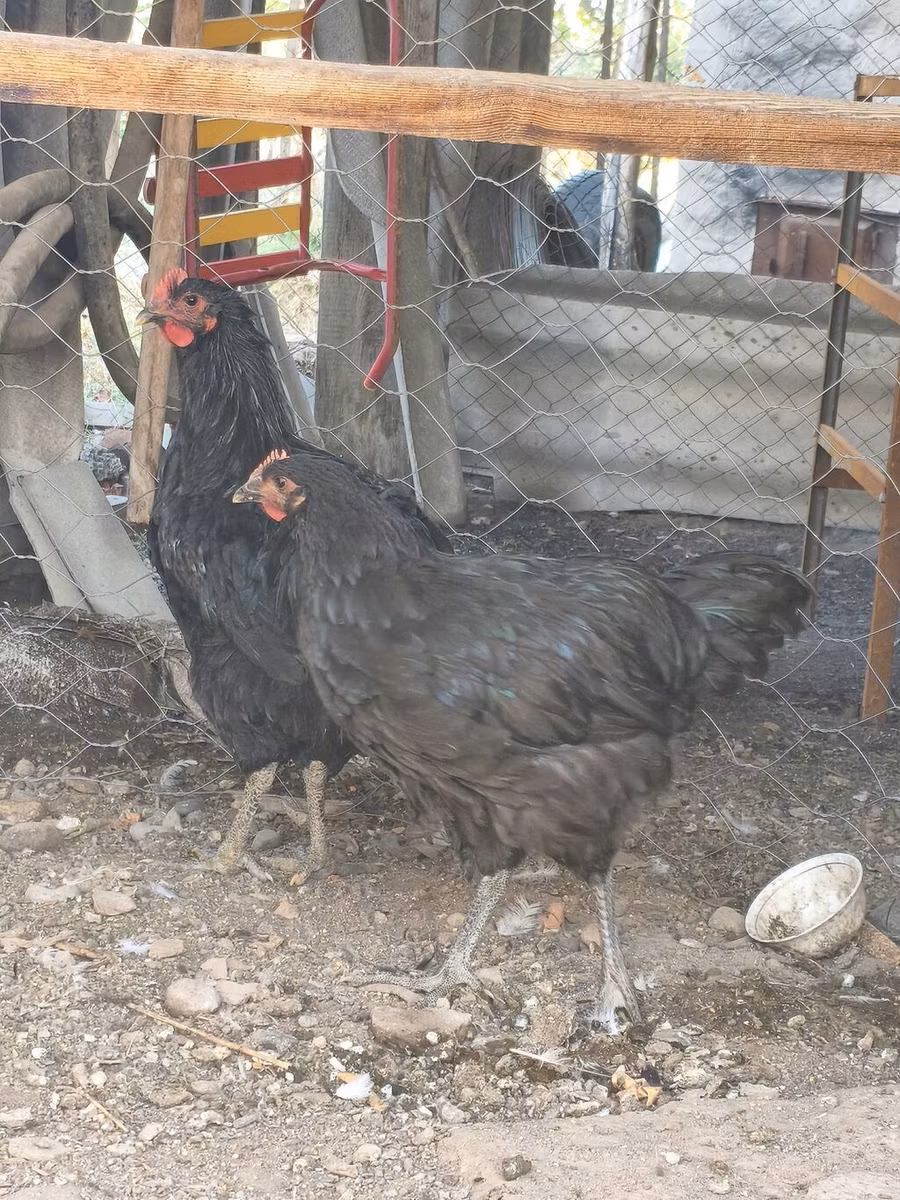جيرسي جاينت