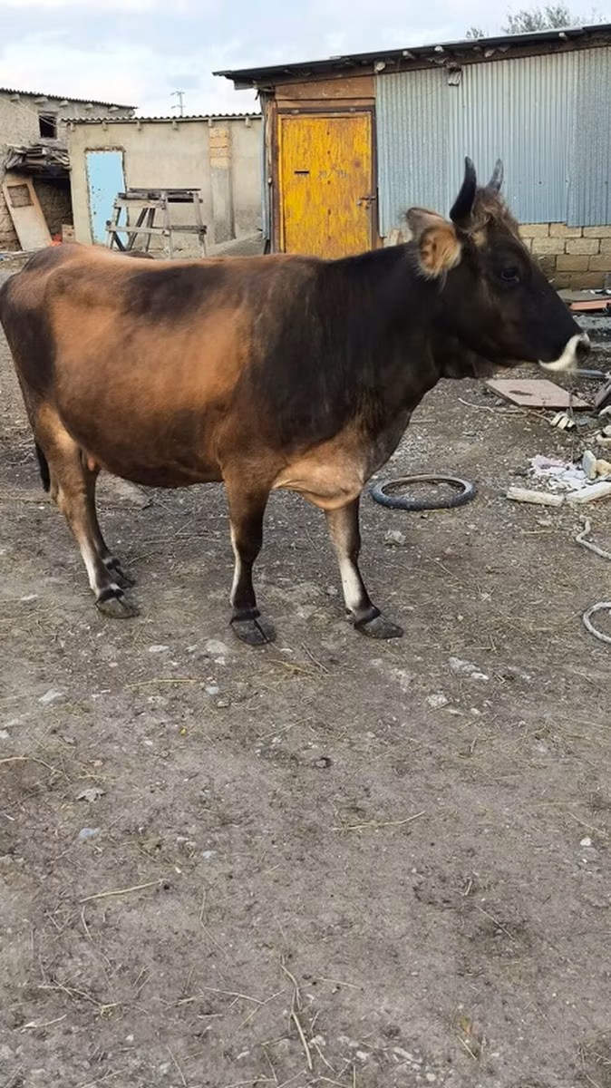 Aberdeen-Angus