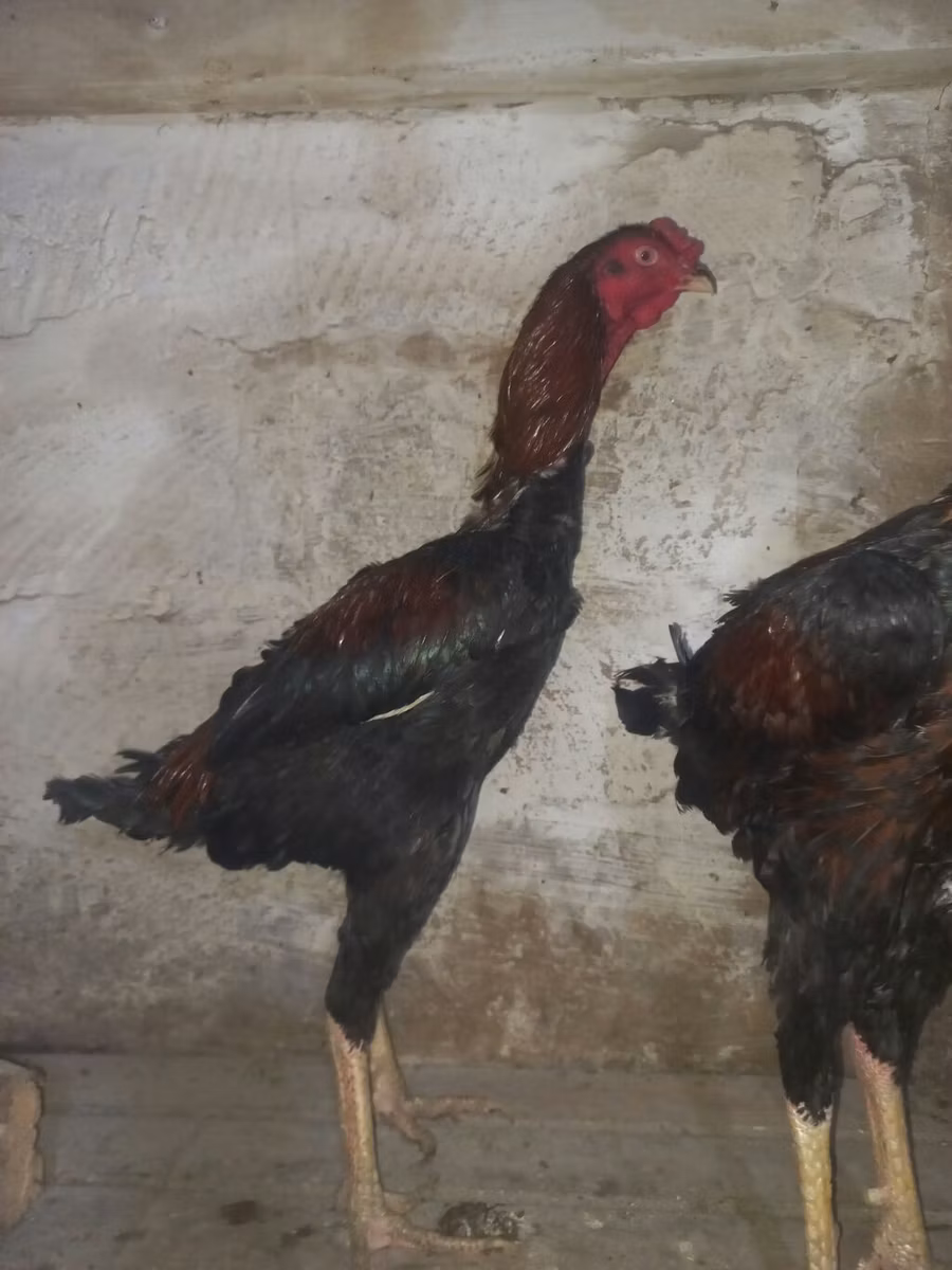 Australian Pit Game fowl