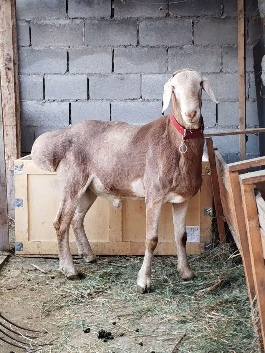 Rhon sheep