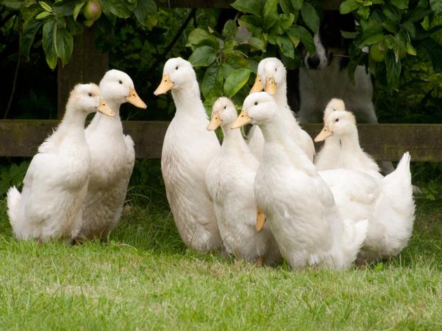Deutscher Pekin