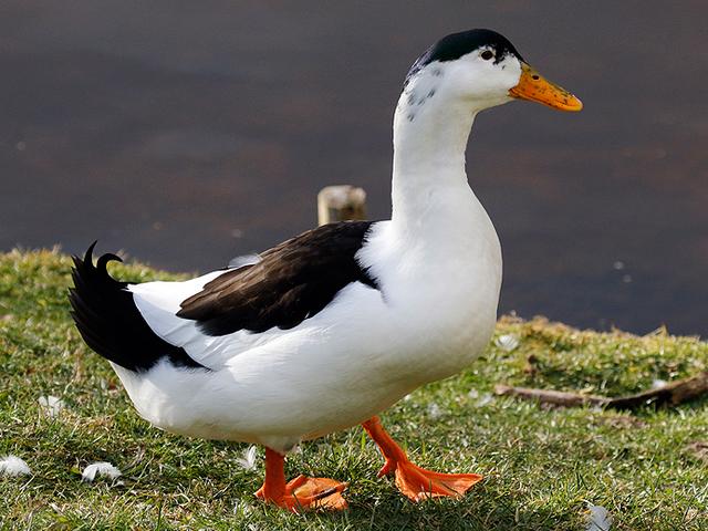 Elster