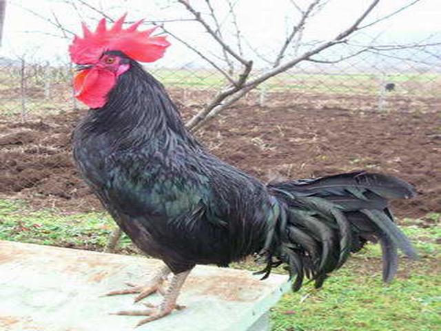 سیاه شومن