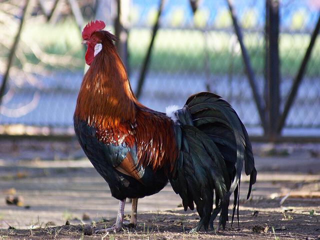 ஆல்ட்ஸ்டெயிரர்