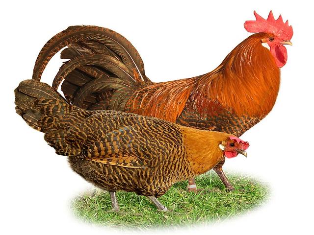 برایکل