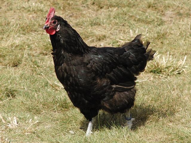 பார்பெசியு